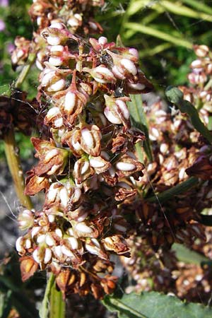 Rumex hydrolapathum / Great Water Dock, NL Reimerswaal 8.8.2015