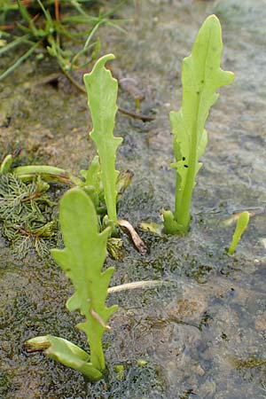 Rorippa palustris \ Gewhnliche Sumpfkresse / Marsh Yellow-Cress, NL St. Philipsland 14.8.2015
