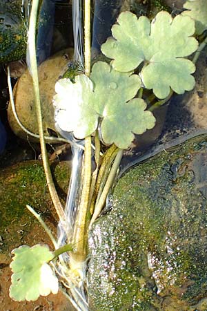 Ranunculus sceleratus \ Gift-Hahnenfu / Celery-Leaved Buttercup, NL Zuid-Limburg, Meers 28.9.2017