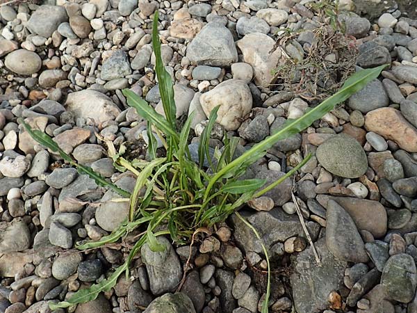 Rumex triangulivalvis ? \ Weidenblttriger Ampfer, NL Zuid-Limburg, Meers 28.9.2017