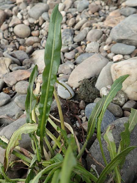 Rumex triangulivalvis ? \ Weidenblttriger Ampfer / Willow-Leaved Dock, NL Zuid-Limburg, Meers 28.9.2017