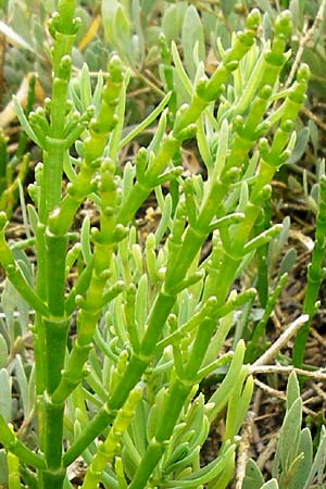 Salicornia procumbens \ Langstiger Queller, Sandwatt-Queller /  Glasswort, NL Cadzand-Bad 11.8.2015