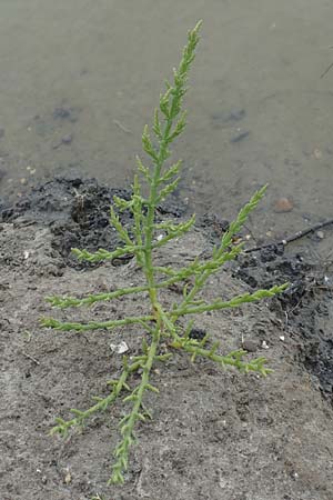 Salicornia procumbens \ Langstiger Queller, Sandwatt-Queller /  Glasswort, NL Zierikzee 12.8.2015