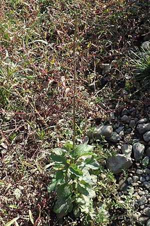 Scrophularia auriculata \ Wasser-Braunwurz / Water Figwort, NL Zuid-Limburg, Meers 6.10.2018