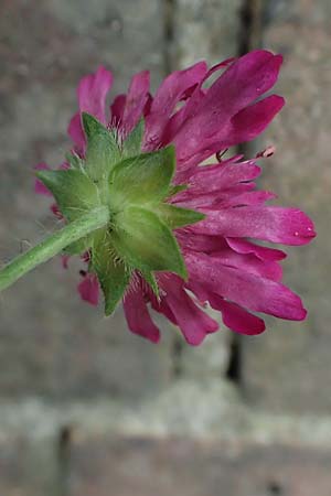 Scabiosa atropurpurea \ Samt-Skabiose, NL Nijmegen 29.7.2023