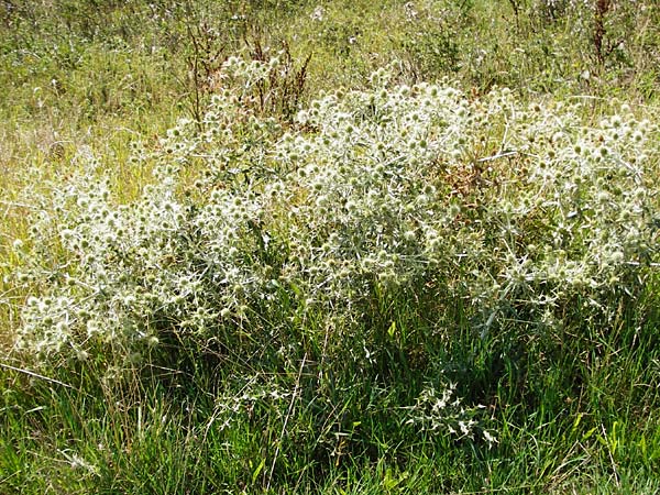 Eryngium campestre \ Feld-Mannstreu, NL Zieriksee 9.8.2015