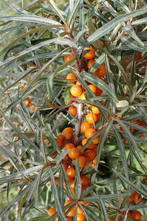 Hippophae rhamnoides \ Sanddorn / Sea Buckthorn, NL St. Philipsland 14.8.2015