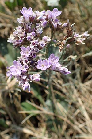 Limonium vulgare \ Strandflieder, NL Colijnsplaat 13.8.2015