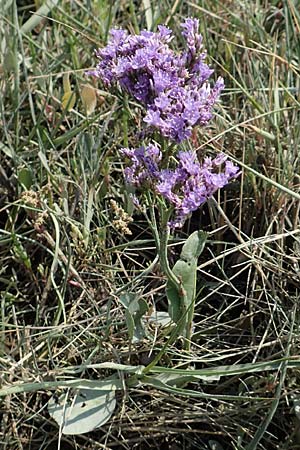 Limonium vulgare \ Strandflieder / Common Sea Lavender, NL Colijnsplaat 13.8.2015