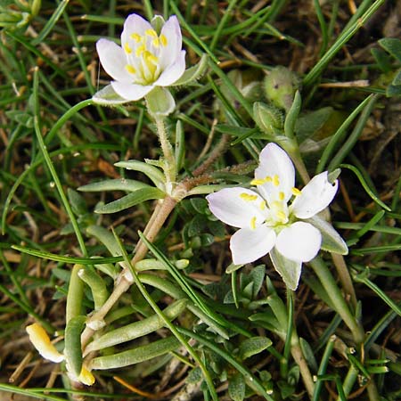 Spergularia media / Greater Sea Spurrey, NL Cadzand-Bad 11.8.2015