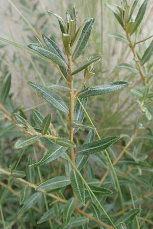 Hippophae rhamnoides \ Sanddorn / Sea Buckthorn, NL Nieuw-Haamstede 9.8.2015