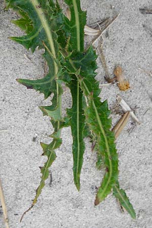 Sonchus arvensis var. maritimus \ Strand-Gnsedistel, NL Renesse 9.8.2015