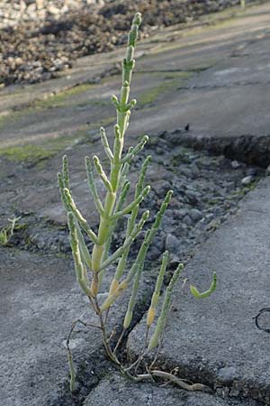 Salicornia procumbens \ Langstiger Queller, Sandwatt-Queller /  Glasswort, NL Zierikzee 8.8.2015