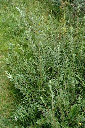 Salix repens \ Kriech-Weide / Creeping Willow, NL St. Philipsland 14.8.2015