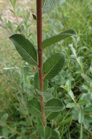 Salix repens \ Kriech-Weide / Creeping Willow, NL St. Philipsland 14.8.2015