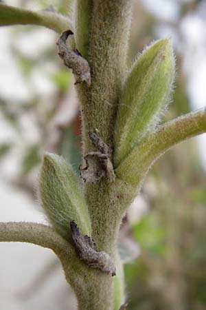 Salix triandra ? \ Mandel-Weide, NL Nieuw-Haamstede 9.8.2015