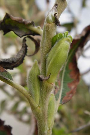 Salix triandra ? \ Mandel-Weide / Almond Willow, NL Nieuw-Haamstede 9.8.2015