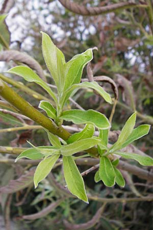 Salix triandra ? \ Mandel-Weide, NL Nieuw-Haamstede 9.8.2015