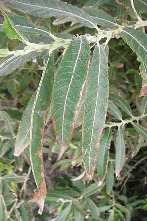 Salix triandra ? \ Mandel-Weide, NL Nieuw-Haamstede 9.8.2015