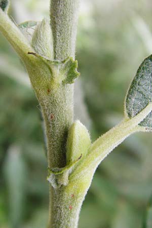 Salix triandra ? / Almond Willow, NL Nieuw-Haamstede 9.8.2015