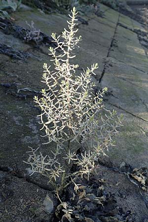 Suaeda maritima \ Salz-Sode / Annual Sea Blite, NL Zierikzee 8.8.2015