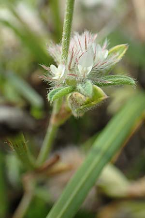 Trifolium arvense / Hare's-Foot Clover, NL St. Philipsland 14.8.2015