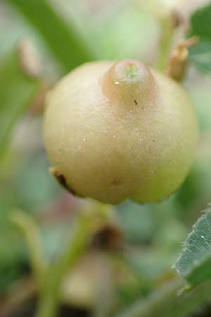 Veronica catenata \ Blasser Gauchheil-Ehrenpreis, Roter Wasser-Ehrenpreis, NL Zierikzee 12.8.2015