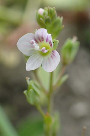 Veronica catenata \ Blasser Gauchheil-Ehrenpreis, Roter Wasser-Ehrenpreis, NL Zierikzee 12.8.2015