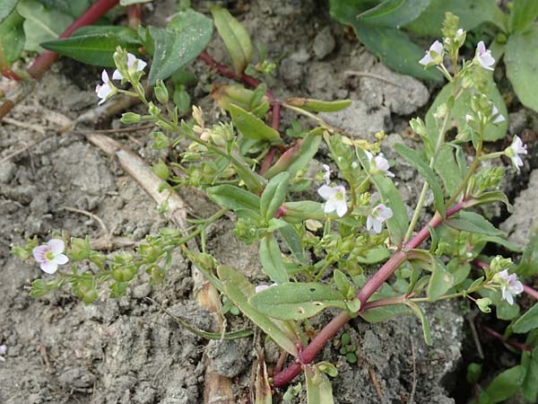 Veronica catenata \ Blasser Gauchheil-Ehrenpreis, Roter Wasser-Ehrenpreis, NL Zierikzee 12.8.2015