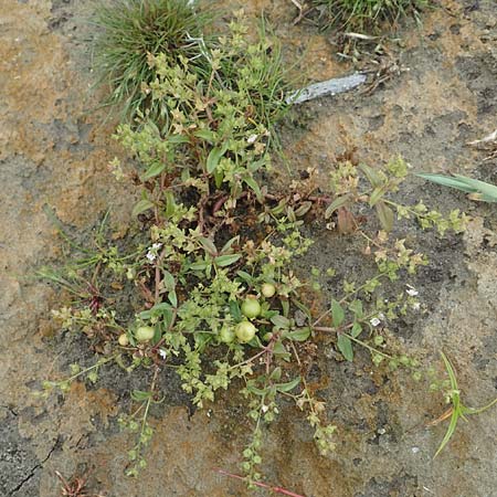 Veronica catenata \ Blasser Gauchheil-Ehrenpreis, Roter Wasser-Ehrenpreis, NL St. Philipsland 14.8.2015