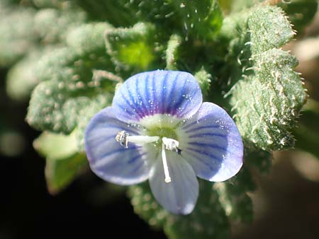 Veronica persica \ Persischer Ehrenpreis / Common Field Speedwell, NL Zuid-Limburg, Meers 6.10.2018