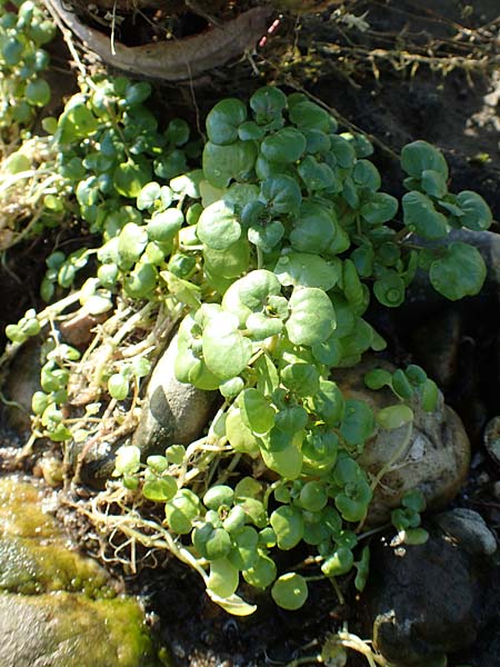 Nasturtium officinale \ Echte Brunnenkresse, NL Zuid-Limburg, Meers 28.9.2017