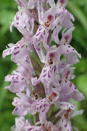 Dactylorhiza fuchsii / Common Spotted Orchid, NL  Zuid-Limburg, Wijlre 13.6.2018 