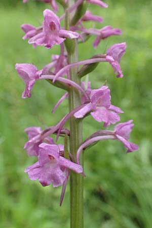 Gymnadenia conopsea s.l. \ Mücken-Händelwurz / Common Fragrant Orchid, NL  Zuid-Limburg, Wijlre 13.6.2018 