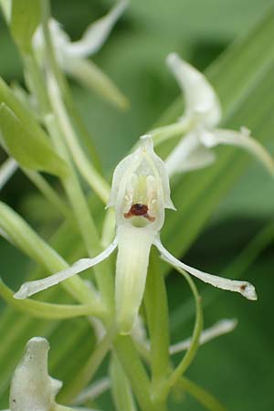 Platanthera muelleri \ Müllers Waldhyazinthe, NL  Zuid-Limburg, Wijlre 13.6.2018 