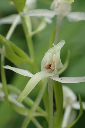 Platanthera muelleri \ Müllers Waldhyazinthe, NL  Zuid-Limburg, Wijlre 13.6.2018 