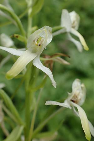 Platanthera muelleri \ Müllers Waldhyazinthe / Mueller's Butterfly Orchid, NL  Zuid-Limburg, Wijlre 13.6.2018 