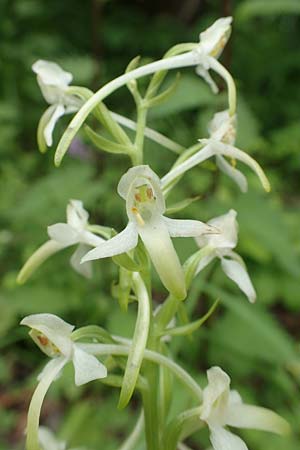 Platanthera muelleri \ Müllers Waldhyazinthe, NL  Zuid-Limburg, Wijlre 13.6.2018 