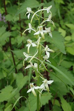 Platanthera muelleri \ Müllers Waldhyazinthe / Mueller's Butterfly Orchid, NL  Zuid-Limburg, Wijlre 13.6.2018 