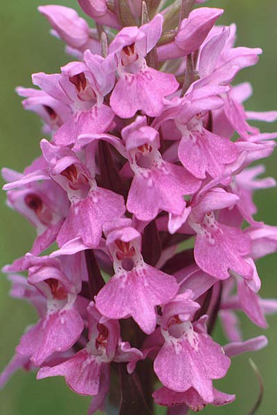 Dactylorhiza praetermissa / Southern Marsh Orchid, NL  Kerkrade 16.6.1990 