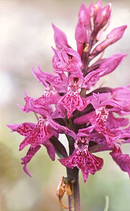 Dactylorhiza fuchsii subsp. punicea \ Lofoten-Fingerwurz, Lofoten-Knabenkraut / Lofoten Spotted Orchid, N  Stave 9.7.2006 (Photo: Jan & Liesbeth Essink)