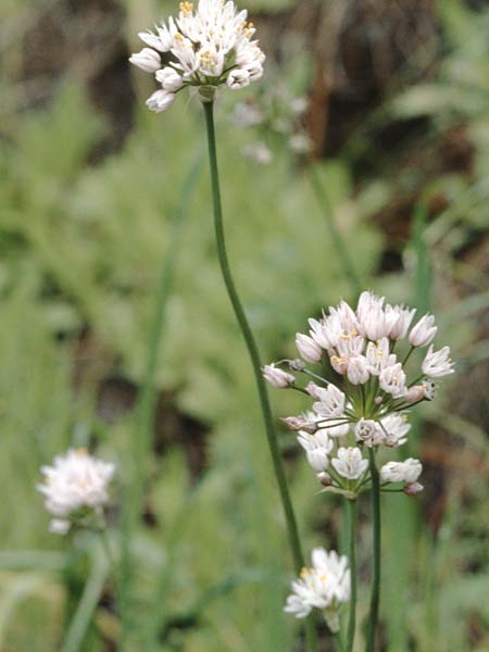 Allium canariense \ Kanarischer Lauch / Canarian Wild Leek, La Palma La Cumbrecita 14.3.1996