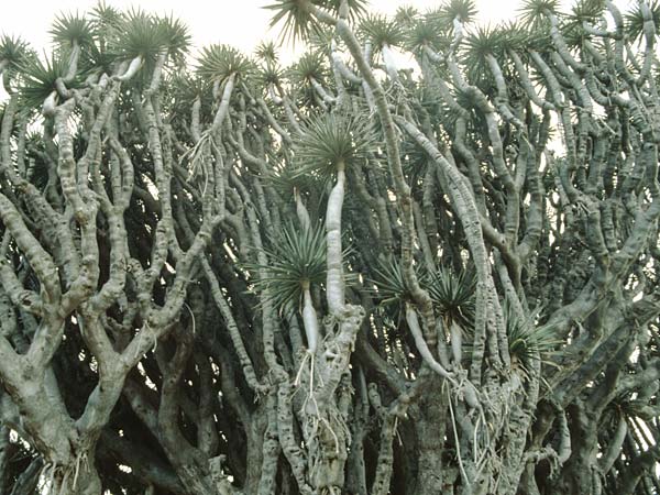 Dracaena draco \ Kanarischer Drachenbaum / Dragon Tree, La Palma Breña Alta 24.3.1996