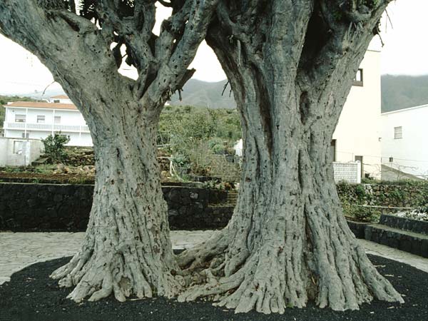 Dracaena draco \ Kanarischer Drachenbaum / Dragon Tree, La Palma Brea Alta 24.3.1996