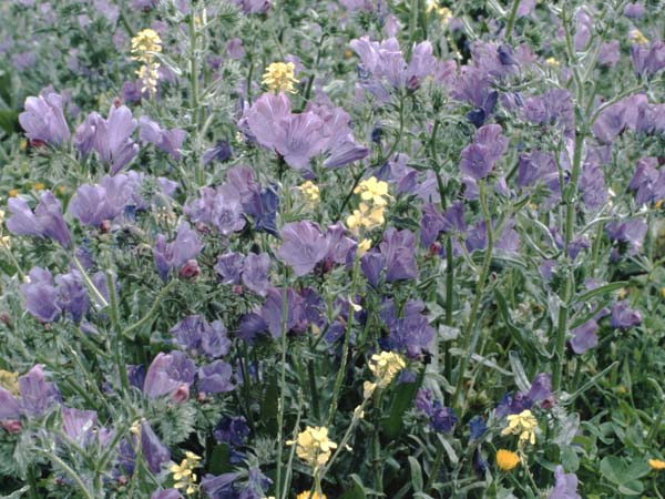 Echium plantagineum \ Wegerich-Natternkopf / Purple Viper's Bugloss, La Palma El Paso 20.3.1996