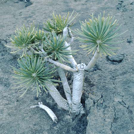 Kleinia neriifolia \ Oleanderblttrige Kleinie, Affenpalme, La Palma Salineras 16.3.1996