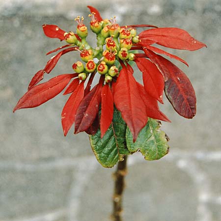 Euphorbia pulcherrima / Painted Leaf, Common Poinsettia, La Palma Brea Alta 24.3.1996