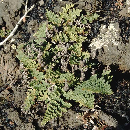 Paragymnopteris marantae \ Marantas Schuppenfarn, La Palma Roque Teneguia 19.3.1996