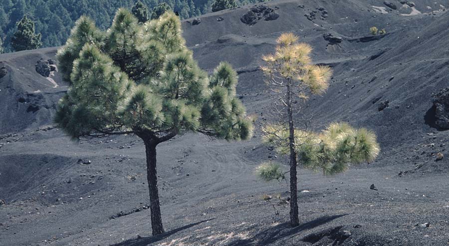 Pinus canariensis / Canary Island Pine, La Palma El Pilar 18.3.1996