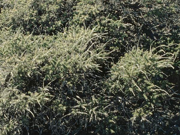 Adenocarpus viscosus ? \ Klebriger Drsenginster / Teide Sticky Broom, La Palma Pico de la Nieve 17.3.1996